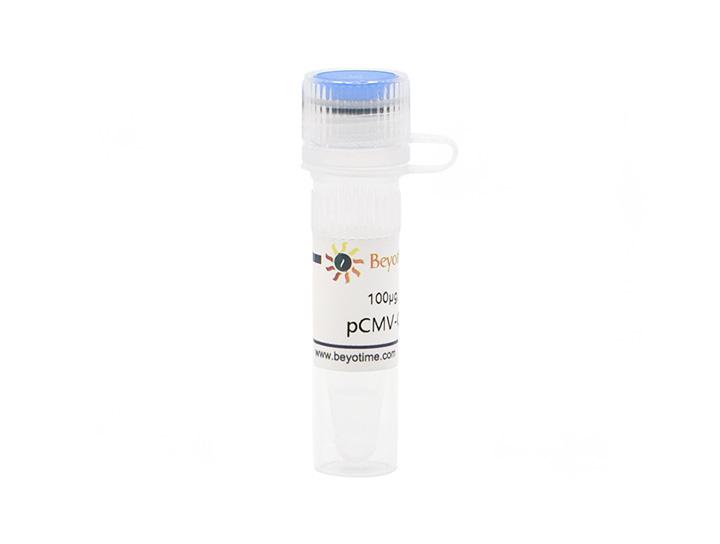 pCMV-C-HA